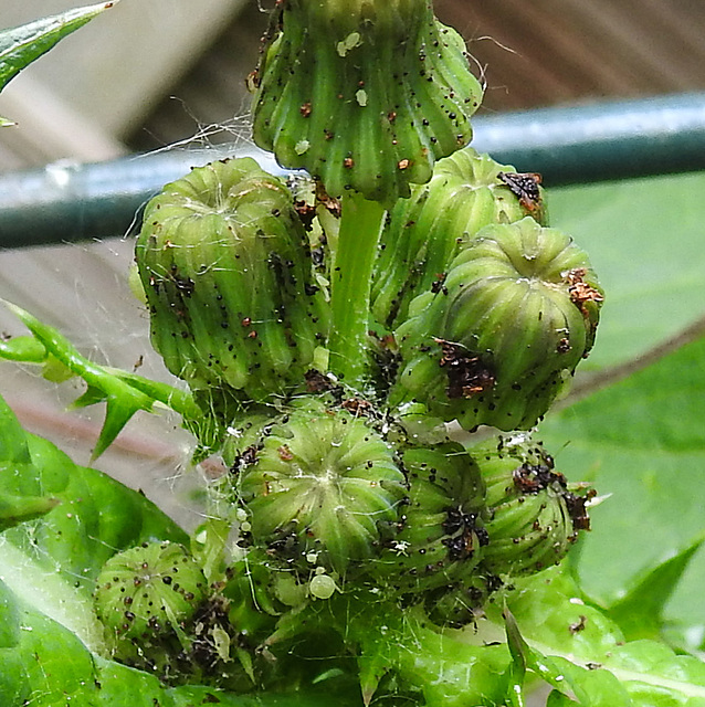 20230606 0719CPw [D~LIP] Raue Gänse-Distel (Sonchus asper), Blattläuse, Bad Salzuflen