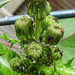 20230606 0719CPw [D~LIP] Raue Gänse-Distel (Sonchus asper), Blattläuse, Bad Salzuflen