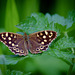 Speckled Wood Butterfly