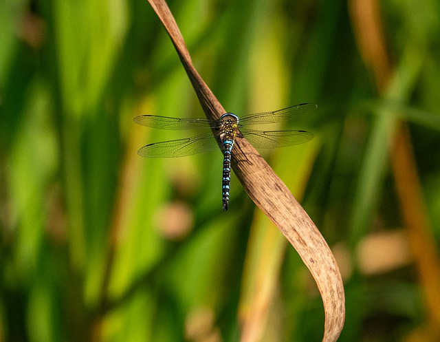 Migrant hawker