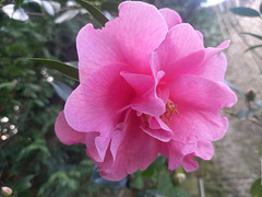 Camélia au jardin .