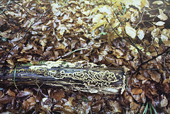 Why dead wood matters