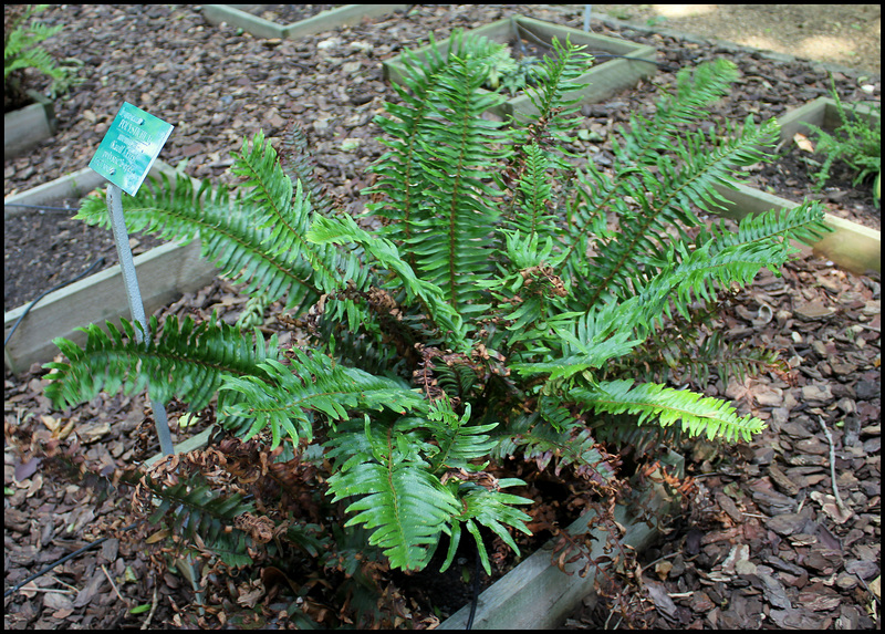 Polystichum munitum