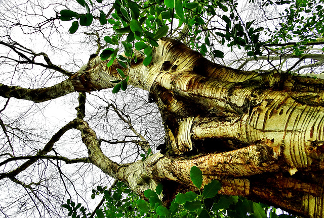 Tree With Bark