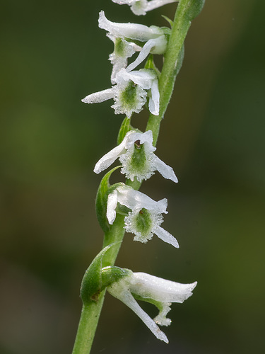 Spiranthes lacera var. gracilis (Slender Ladies'-tresses orchid)