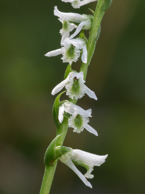 Spiranthes lacera var. gracilis (Slender Ladies'-tresses orchid)