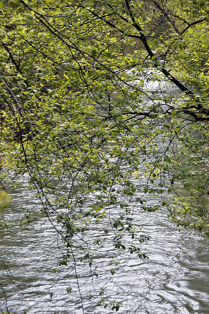 Frühlingsgrün über dem Wasser