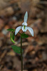 Triphora trianthophorus (Three-birds orchid)