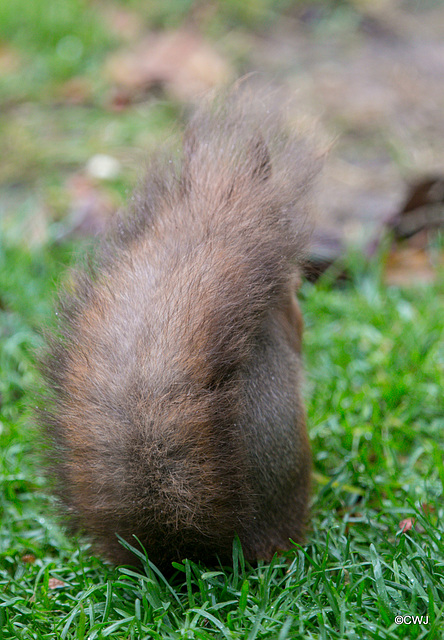 Tail as umbrella!