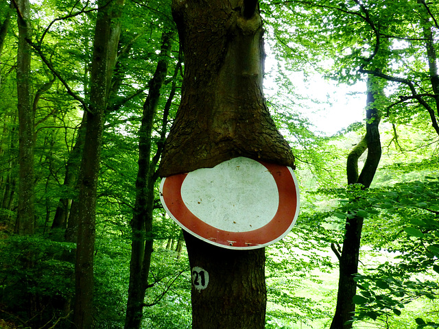 DE - Kerpen (Eifel) - Auf dem Weg nach Niederehe