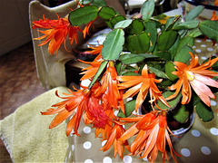 My Easter cactus in flower.