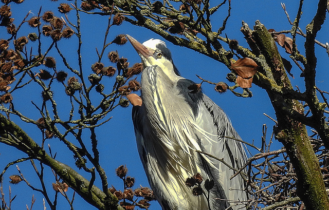 20190216 4398CPw [D~BI] Graureiher, Rotbuche (Fagus sylvatica), Tierpark Olderdissen, Bielefeld