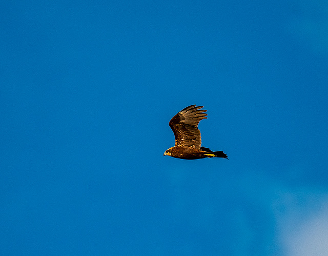 Ring tail hen harrier