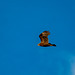 Ring tail hen harrier