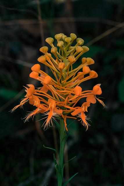 Platanthera ciliaris (Yellow Fringed orchid)