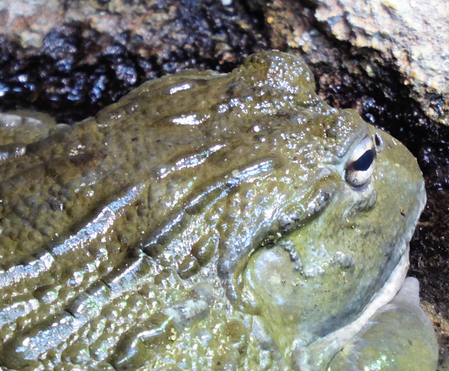 African Bullfrog - 3 August 2020