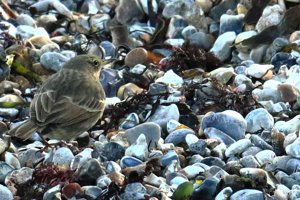 eos-90d peter-harriman 11 44 42 54382 rockpipit dpp 50760352716 o