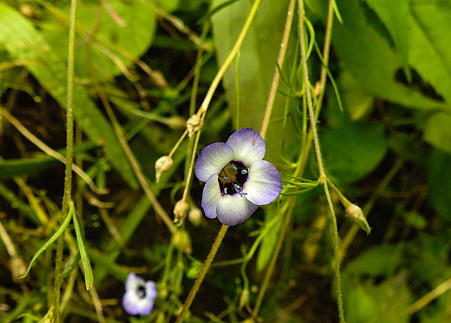 20220923 1773CPw [D~LIP] Dreifarbige Gilie (Gilia tricolor), UWZ, Bad Salzuflen