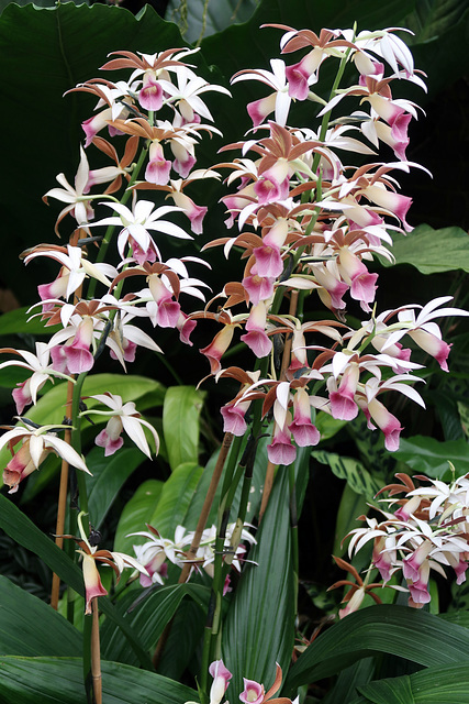 Phaius tankervilleae var. australis