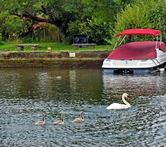 River Frome ~ Wareham