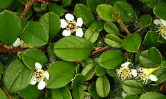 20230606 0729CPw [D~LIP] Teppich-Zwergmispel (Cotoneaster dammeri), Bad Salzuflen