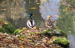 Am Weiher des Wasserkastells