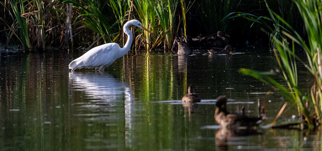 Great white egret