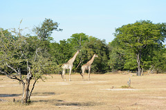 Zambia, Couple Giraffes in Savannah of Mosi-oa-Tunya National Park