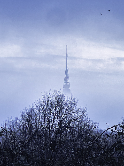 Misty morning