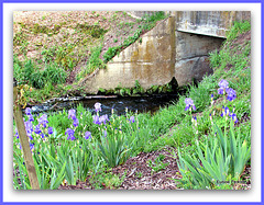 Irises In Moana-nui Lake Park.