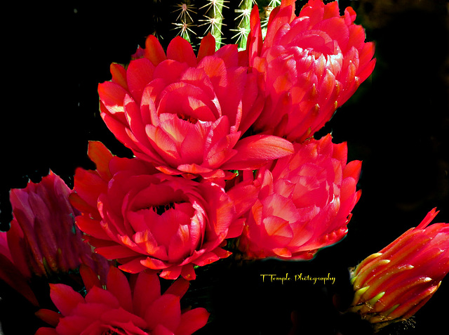 Cactus Blooms