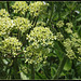 Heracleum sphondyllum (3)