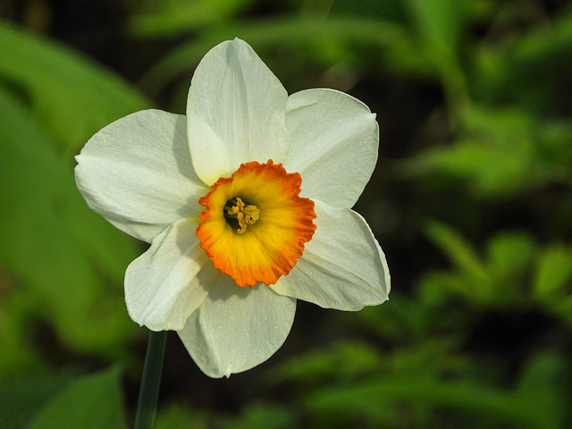 Day 3, Daffodil (Narcissus?) growing wild, Pt Pelee