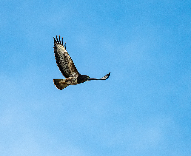 Buzzard