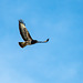 Buzzard