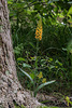 Platanthera cristata (Crested Fringed orchid)