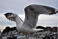 Scrounging Seagull