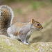 Squirrel (12)