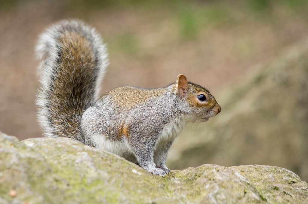 Squirrel (12)