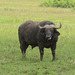 Uganda, Buffalo in Queen Elizabeth National Park