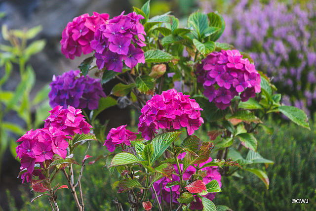 September Courtyard colours