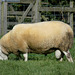South Country Cheviot Sheep?