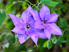 Clematis