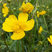 Hahnenfuß (Ranunculus)