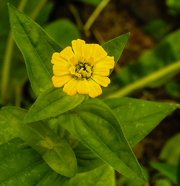 20220923 1774CPw [D~LIP] Zinnie (Zinnia elegans), UWZ, Bad Salzuflen