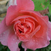 Dernière rose d'Automne plus qu'une autre exquise...