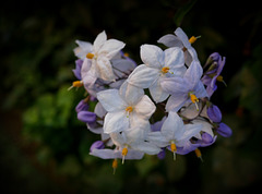 solanum nigrum