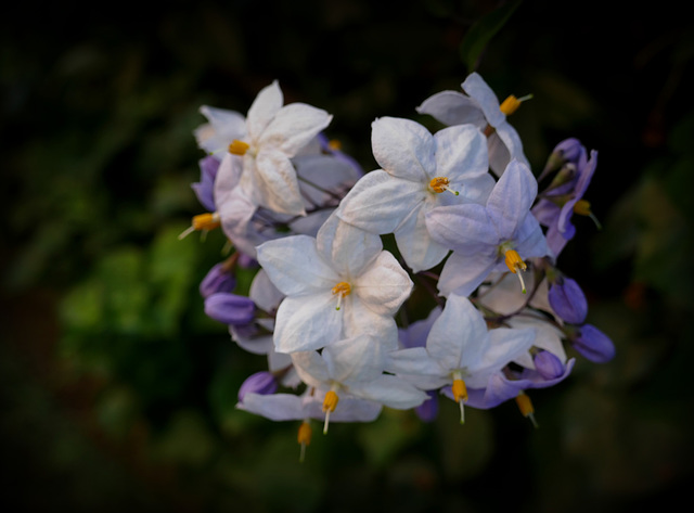 solanum nigrum