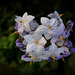 solanum nigrum