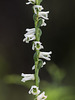 Spiranthes lacera var. gracilis (Slender Ladies'-tresses orchid)